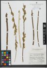 Foto von Salix viminalis L.